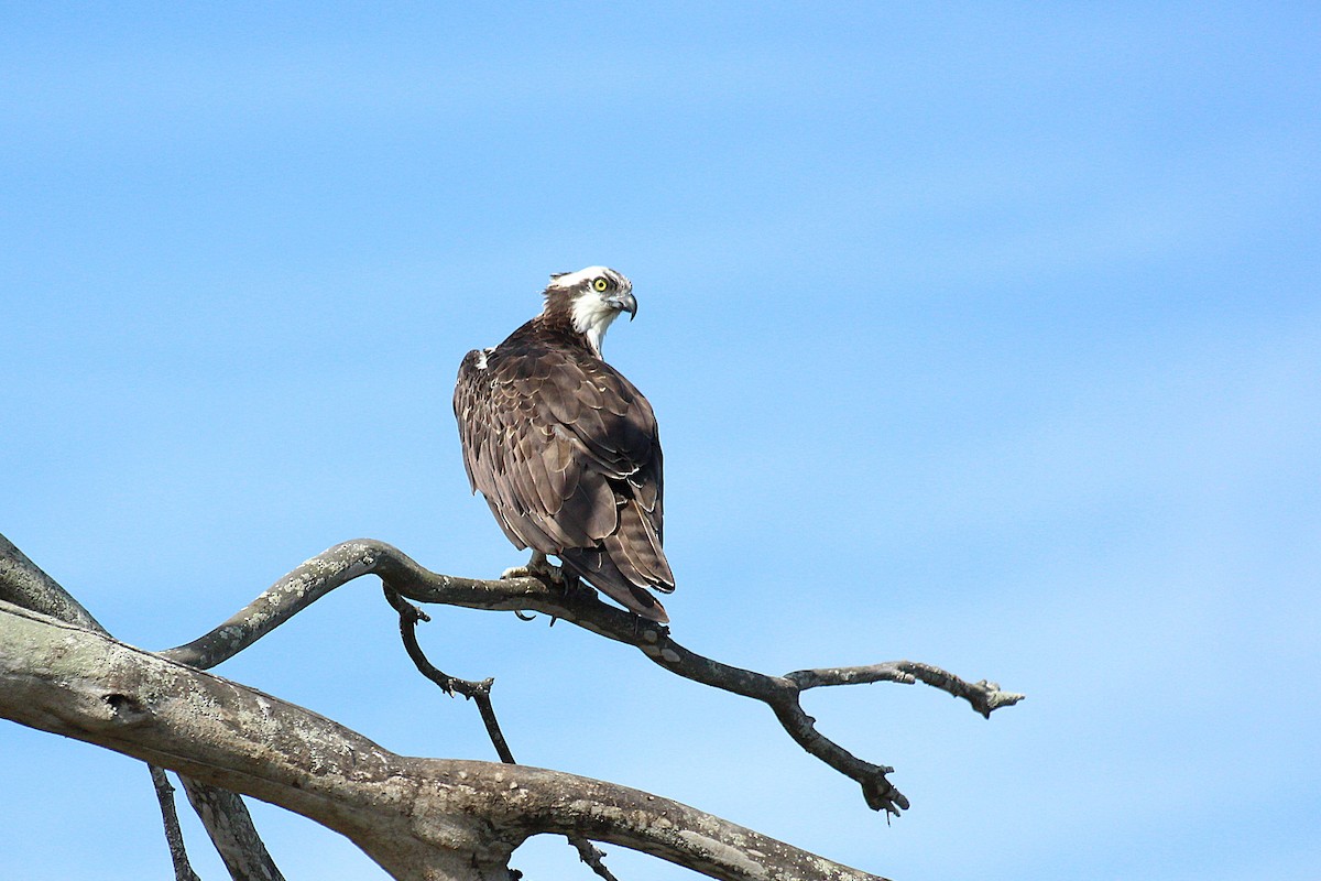 Águila Pescadora - ML642048058