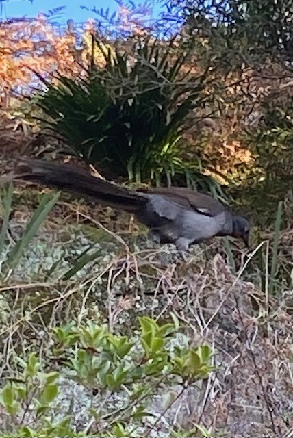 Superb Lyrebird - ML642048074
