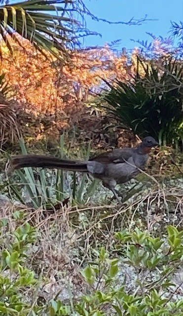 Superb Lyrebird - ML642048075