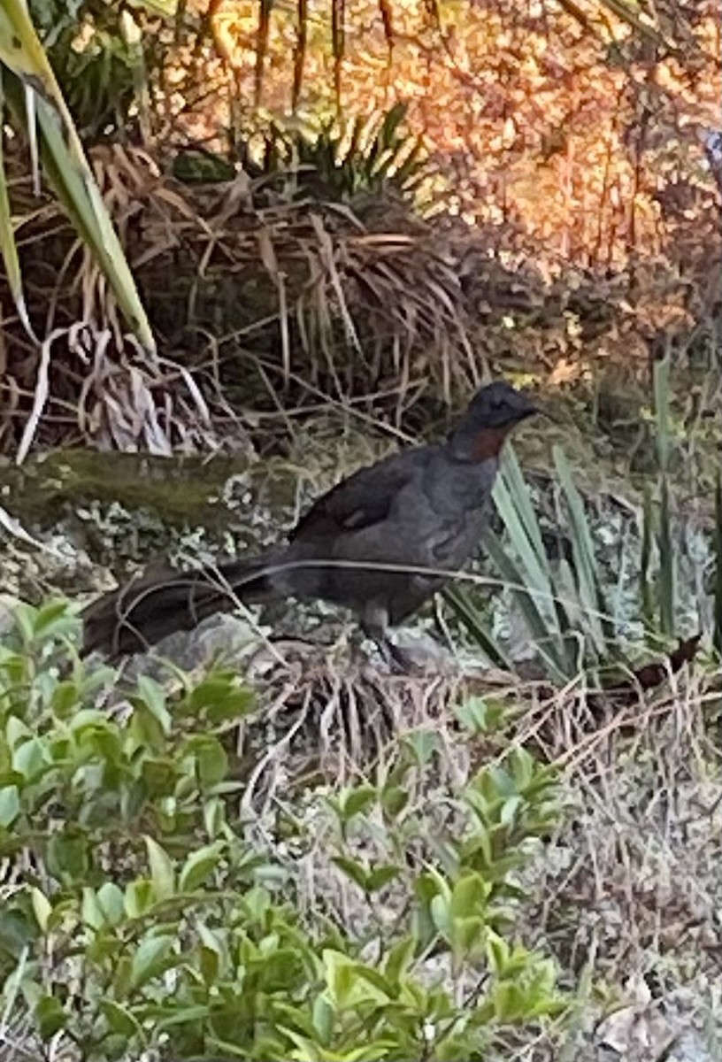 Superb Lyrebird - ML642048076