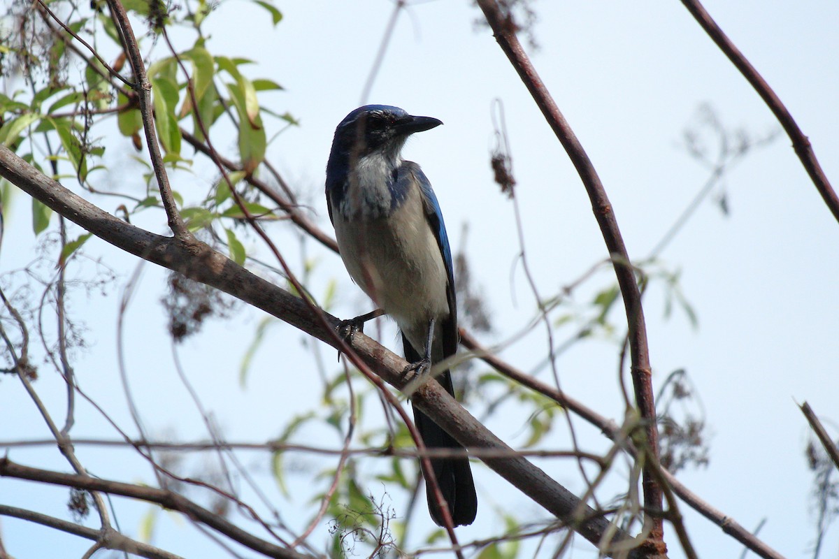 California Scrub-Jay - ML642048079