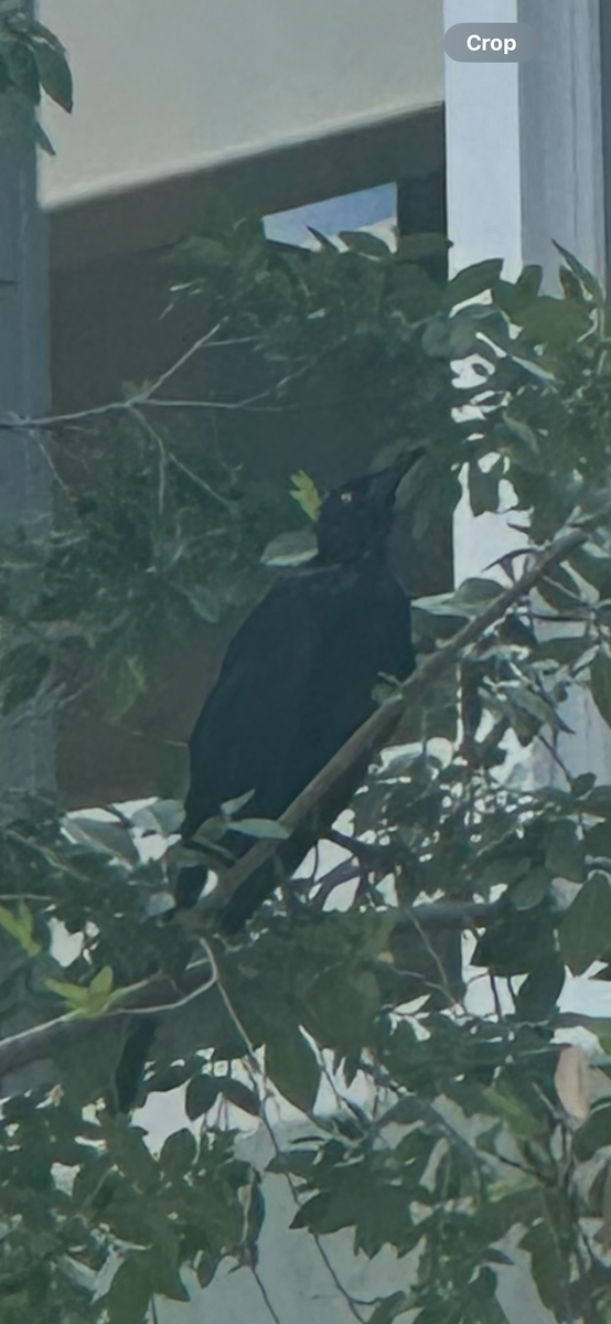 Great-tailed Grackle - ML642048087