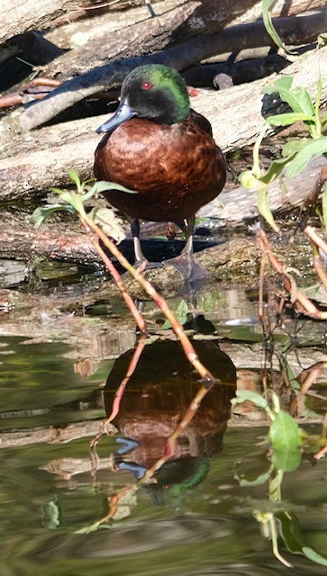 Chestnut Teal - ML642048089