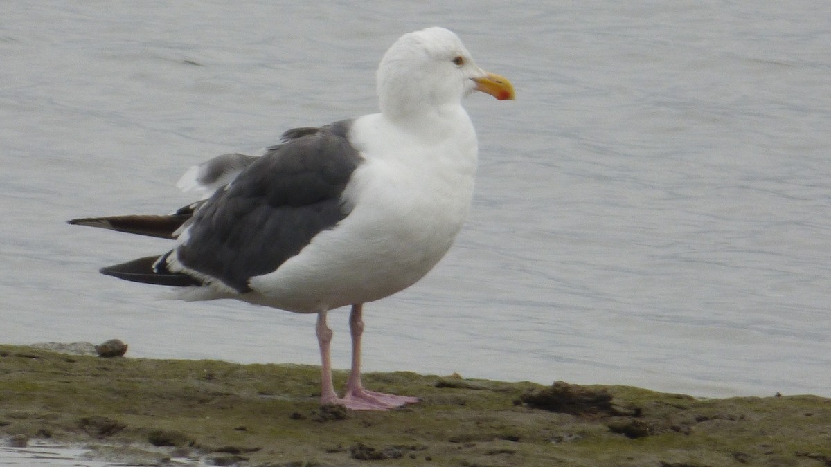 Western Gull - ML642048138