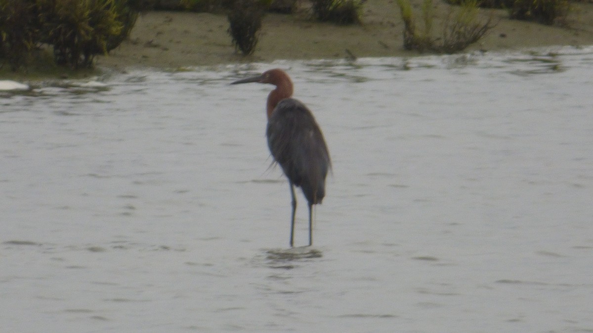 Reddish Egret - ML642048143