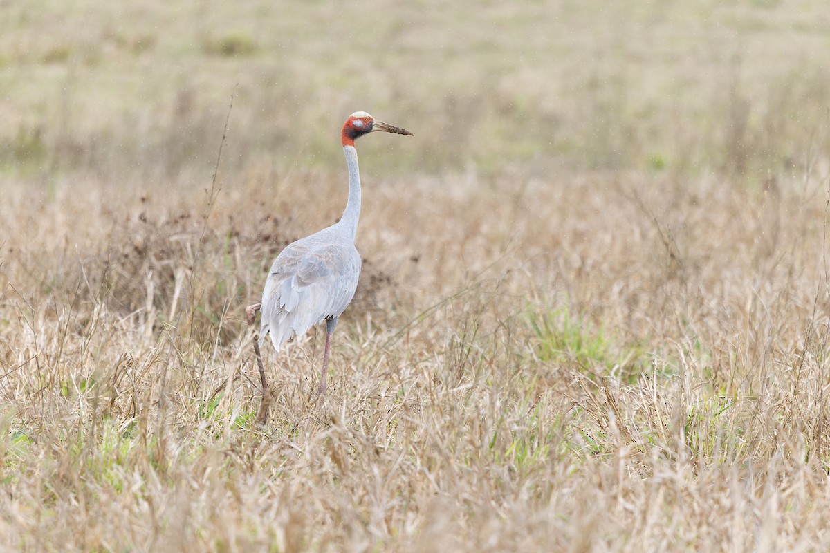 Sarus Crane - ML642048146