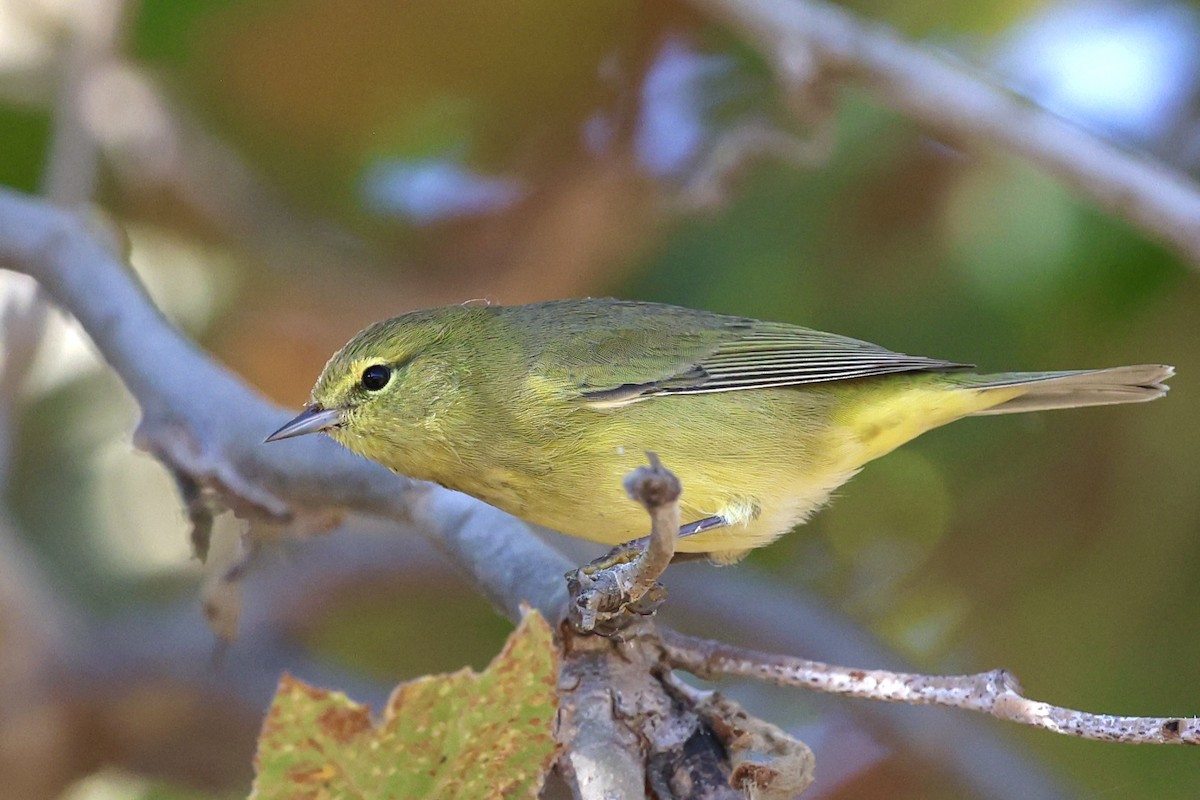 Orange-crowned Warbler - ML642048153