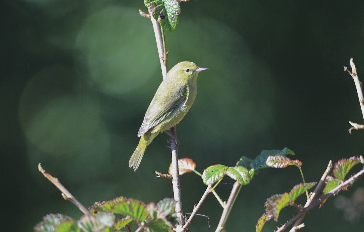 Orange-crowned Warbler - ML642048159