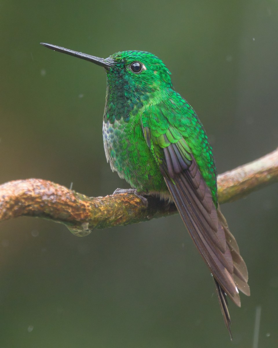 Rufous-vented Whitetip - ML642048165