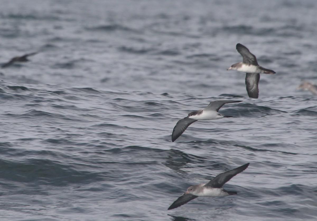 Buller's Shearwater - ML642048167