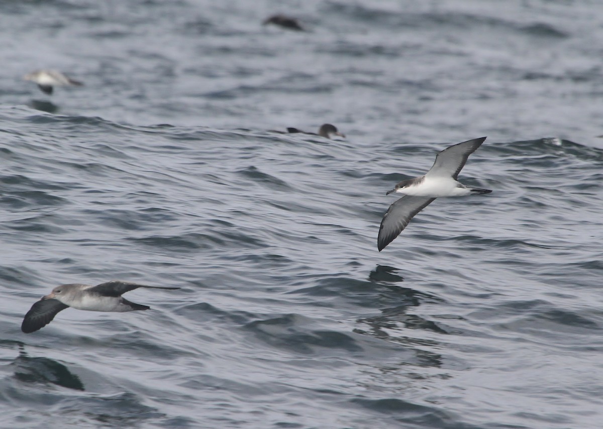 Buller's Shearwater - ML642048170