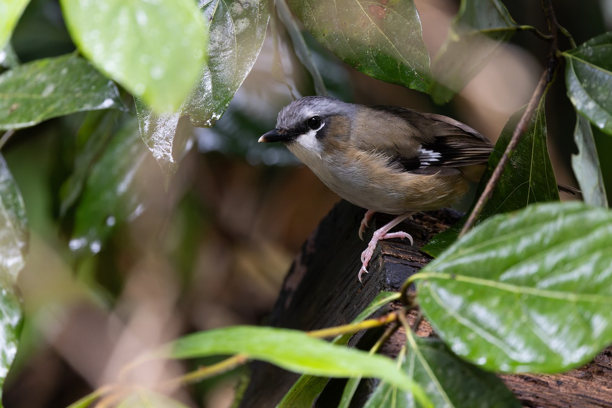 Gray-headed Robin - ML642048175