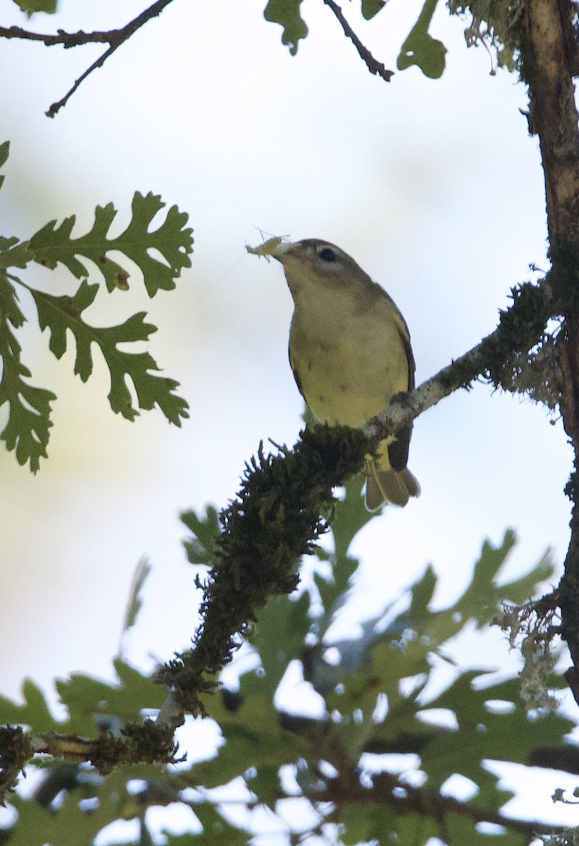 Warbling Vireo - ML642048177