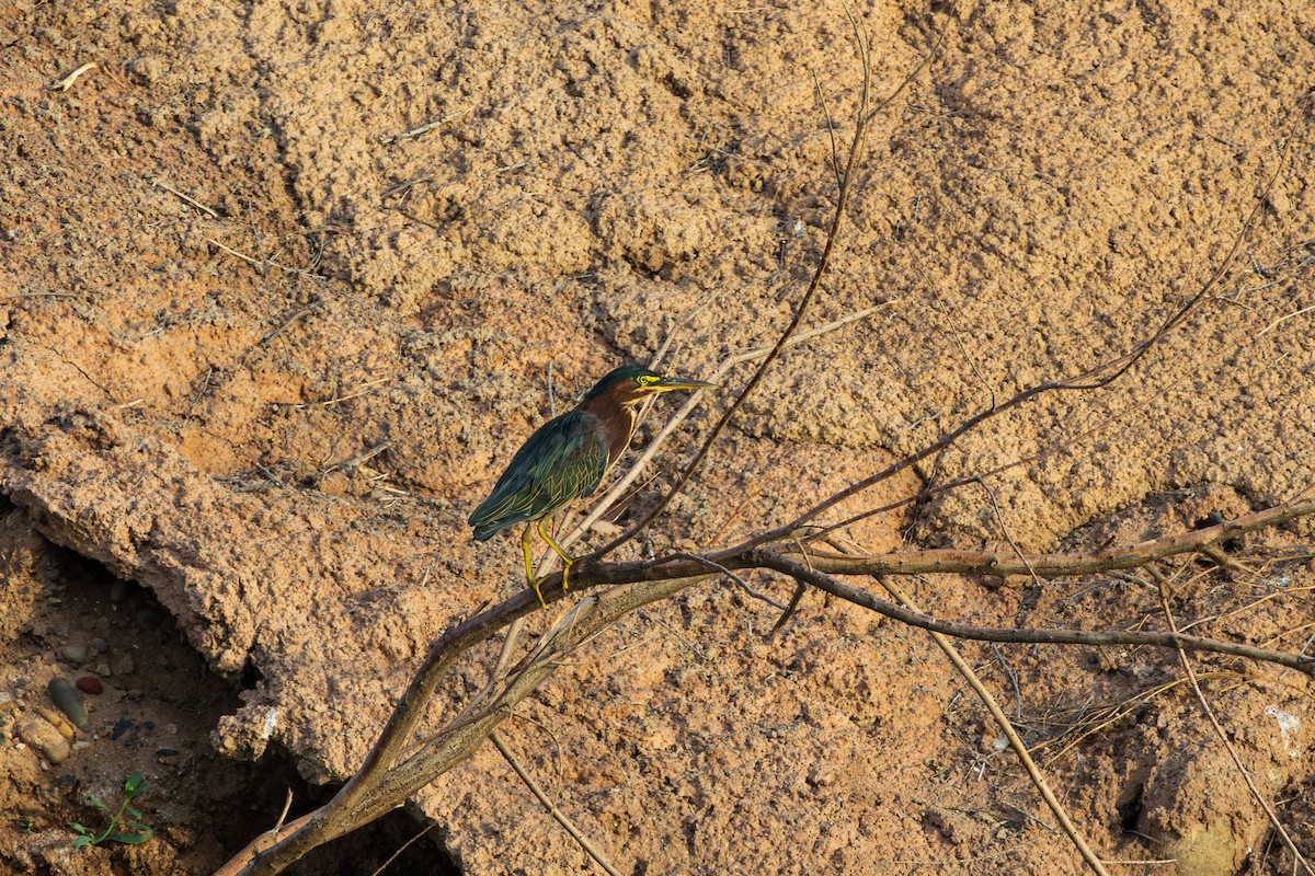 Green Heron - ML642048179