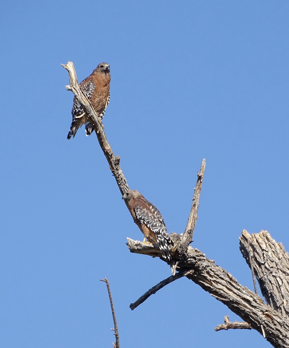 Red-shouldered Hawk - ML642048180