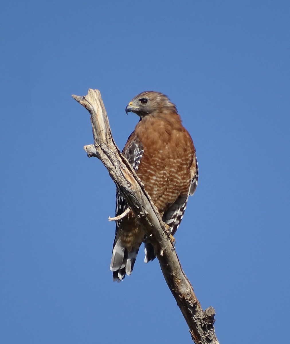 Red-shouldered Hawk - ML642048181