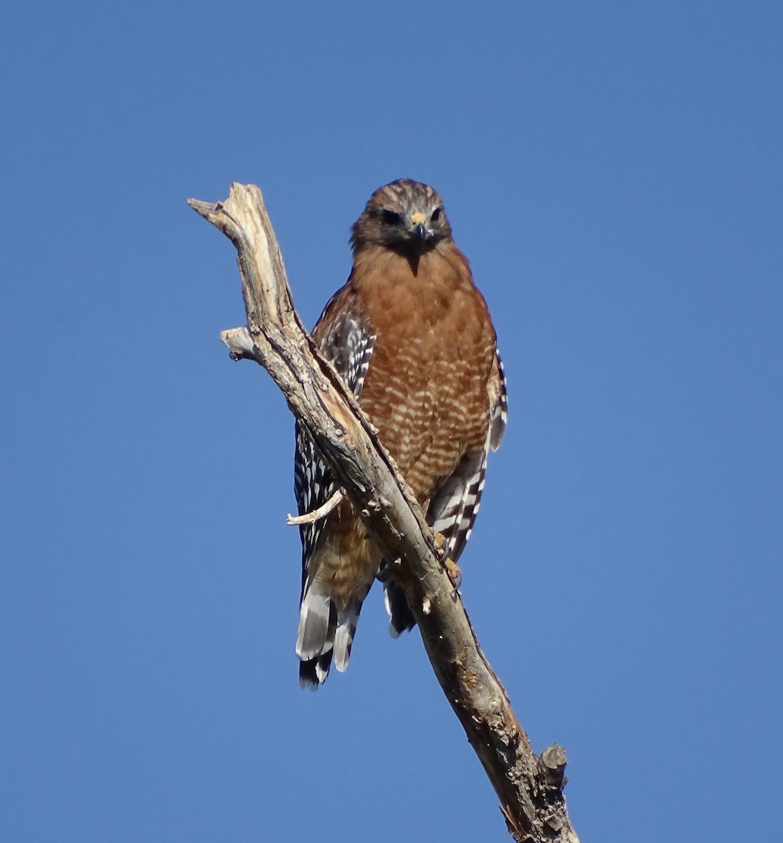 Red-shouldered Hawk - ML642048182