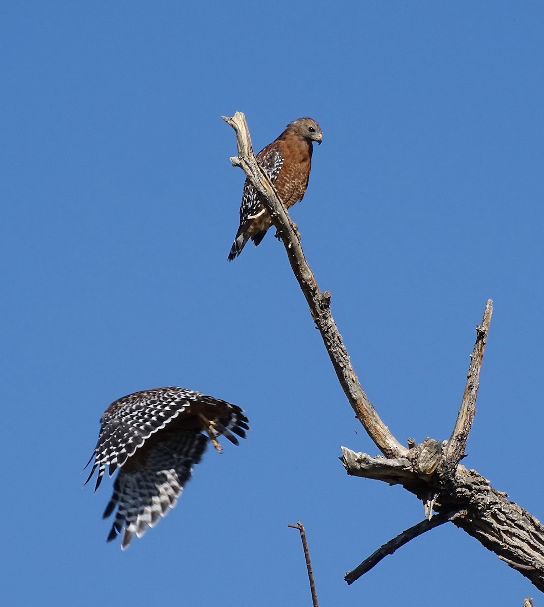 Red-shouldered Hawk - ML642048183