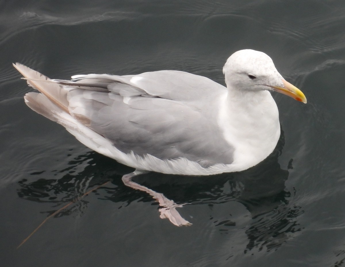 Glaucous-winged Gull - ML642048184