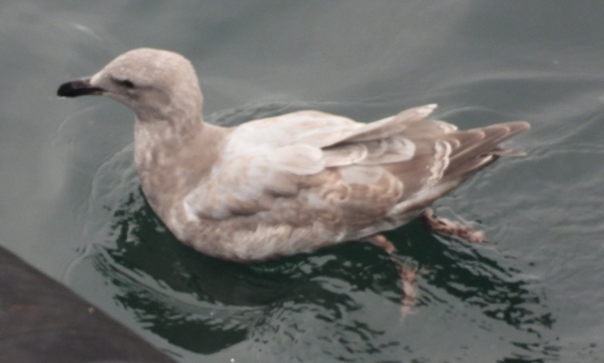 Glaucous-winged Gull - ML642048185