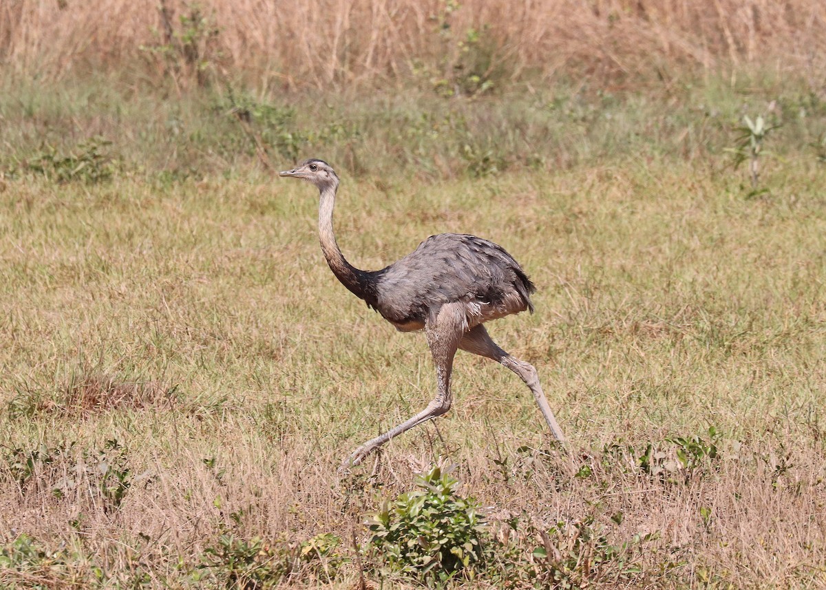 Greater Rhea - ML642048187