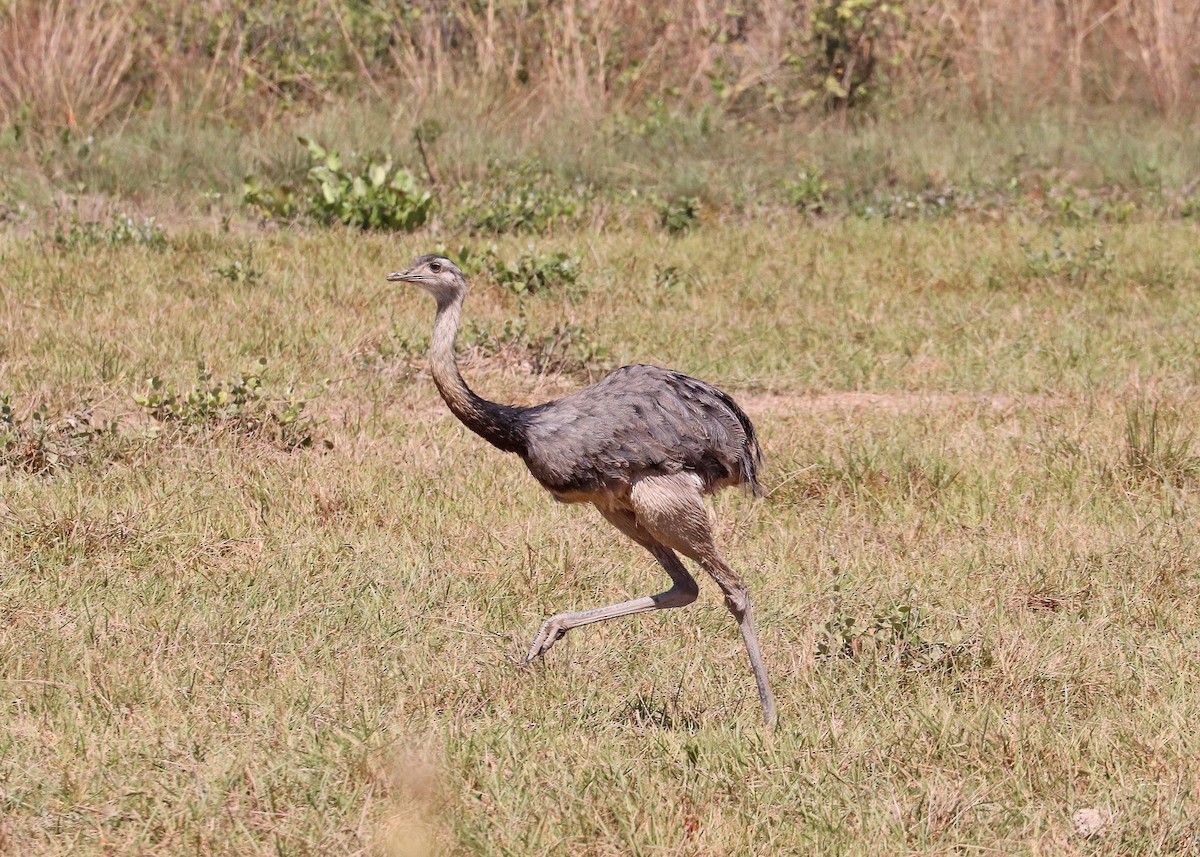 Greater Rhea - ML642048188