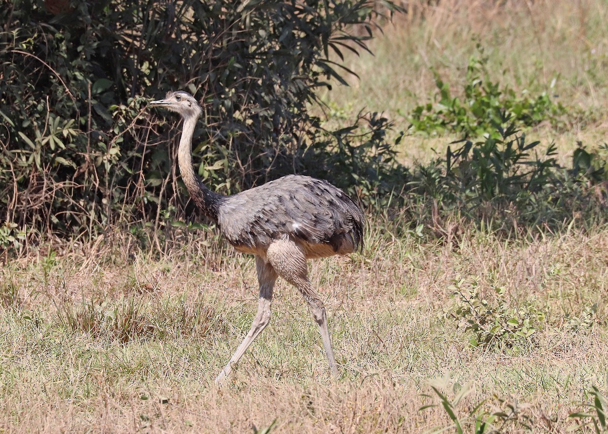 Greater Rhea - ML642048189