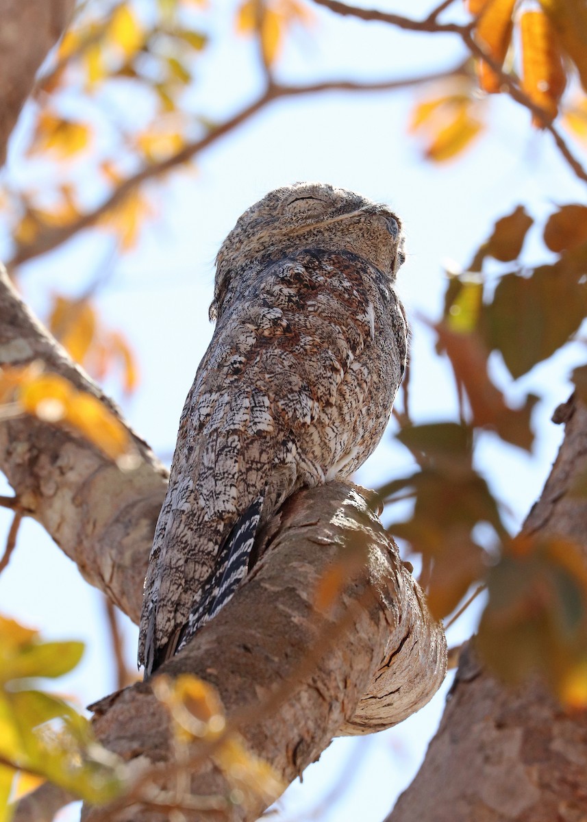 Great Potoo - ML642048190
