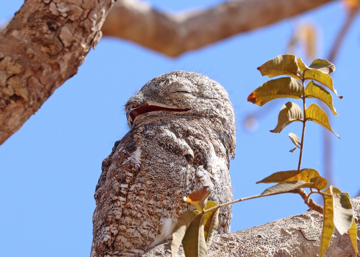 Great Potoo - ML642048191