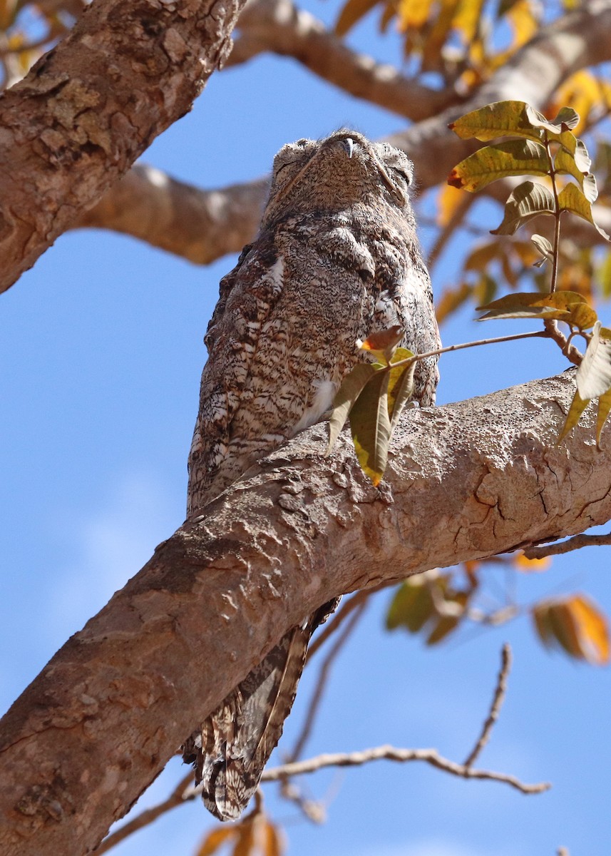 Great Potoo - ML642048192