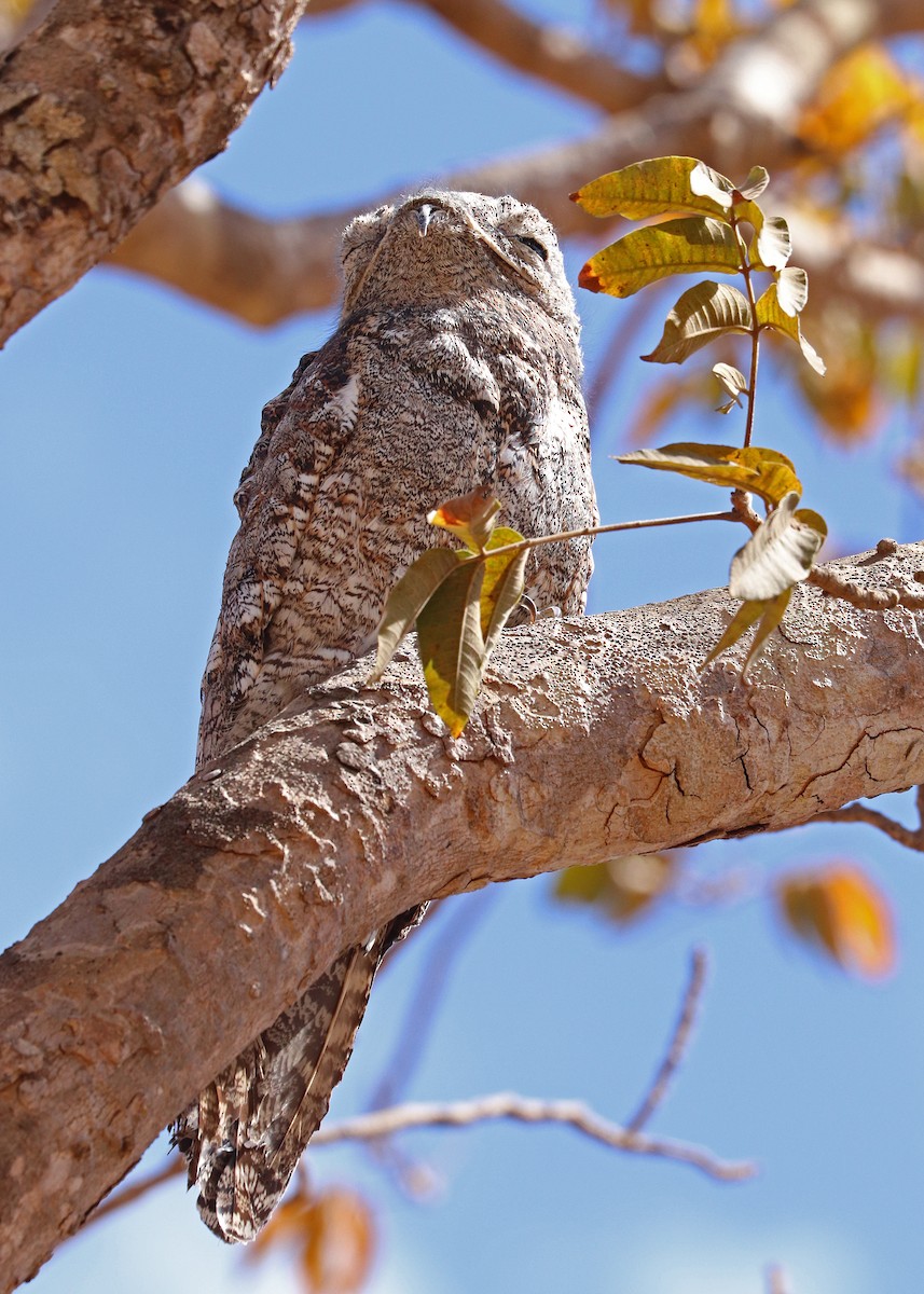 Great Potoo - ML642048193