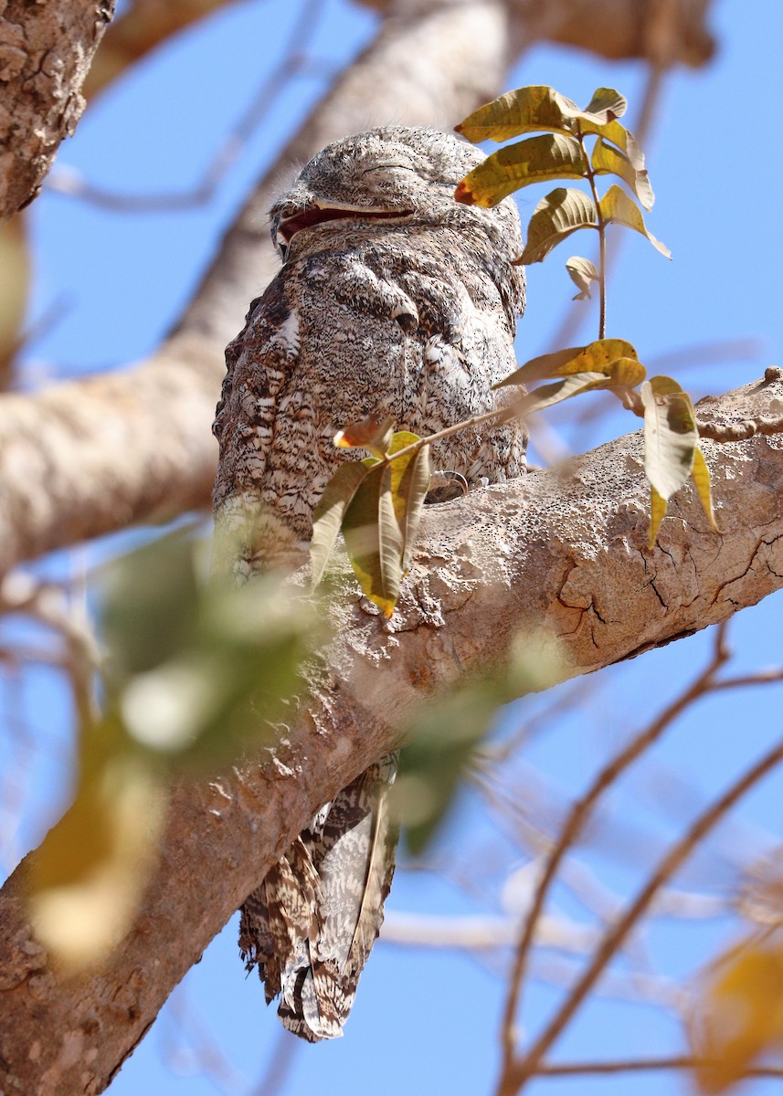 Great Potoo - ML642048195