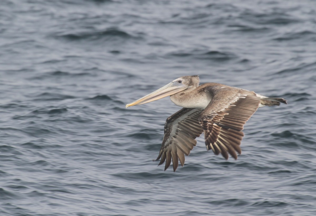 Brown Pelican - ML642048198