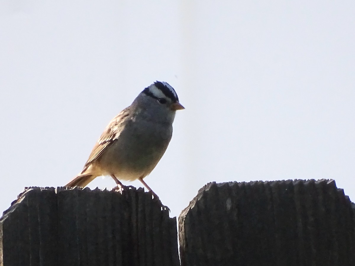 White-crowned Sparrow (Gambel's) - ML642048199