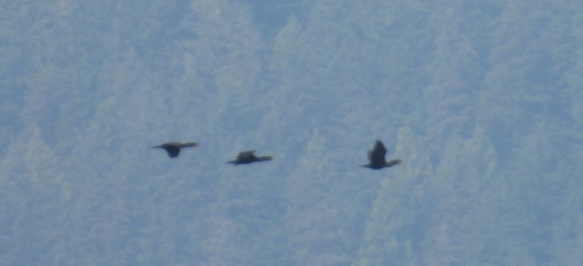 Double-crested Cormorant - ML642048201
