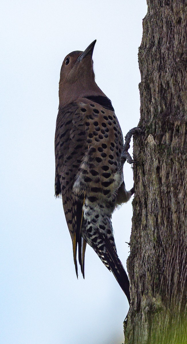 Northern Flicker - ML642048208