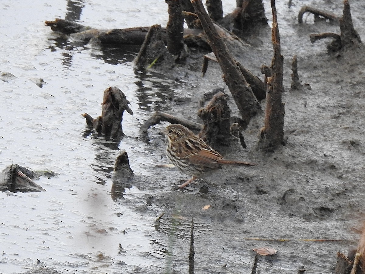 Song Sparrow - ML642048209