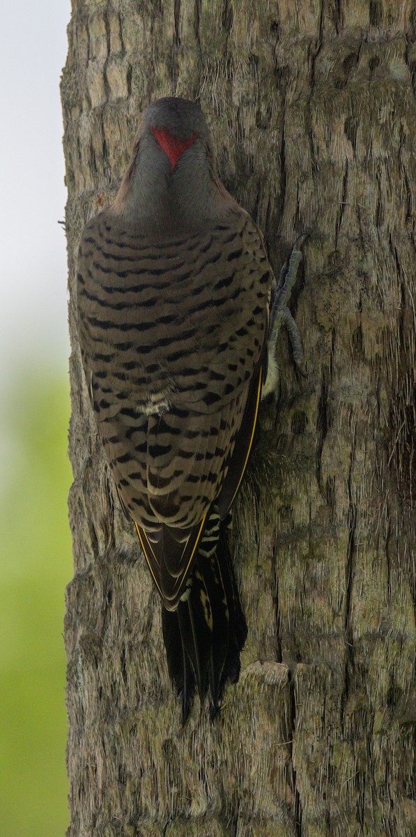Northern Flicker - ML642048211
