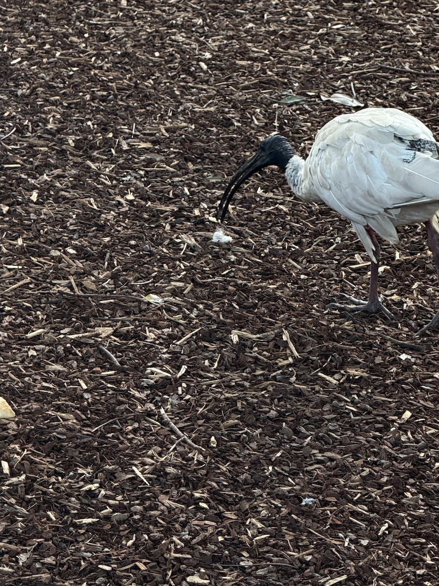 Ibis à cou noir - ML642048213