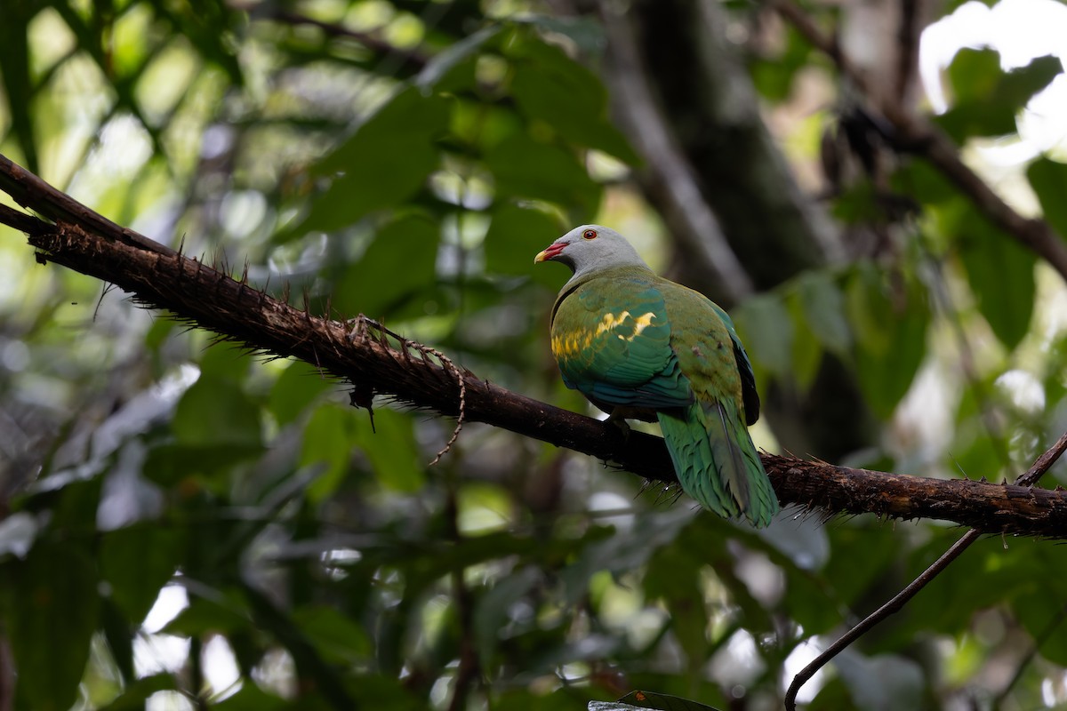 Wompoo Fruit-Dove - ML642048214