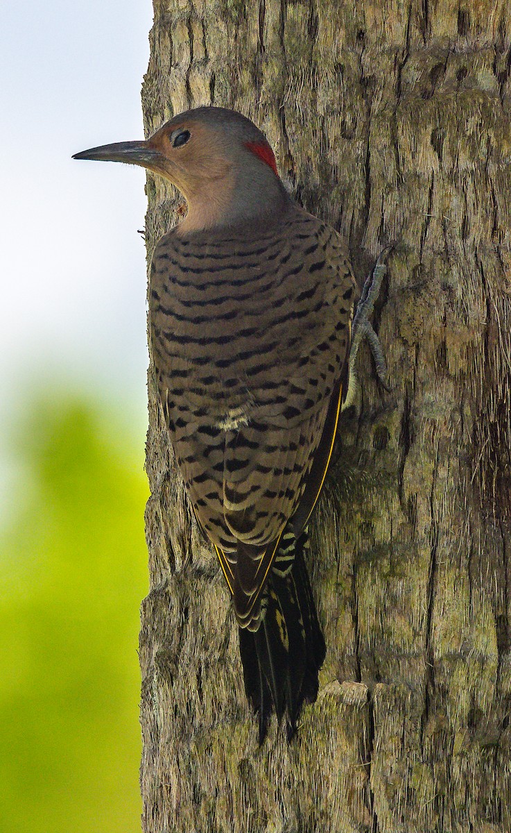Northern Flicker - ML642048215