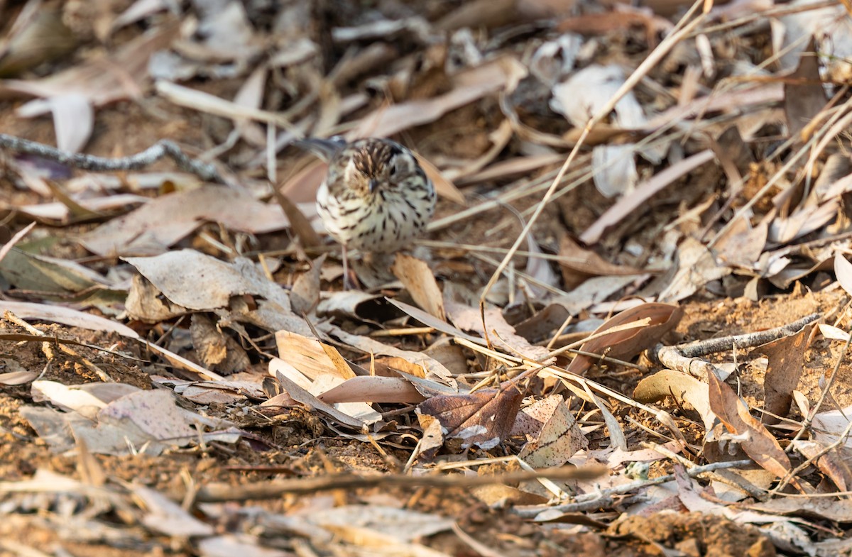 Speckled Warbler - ML642048228
