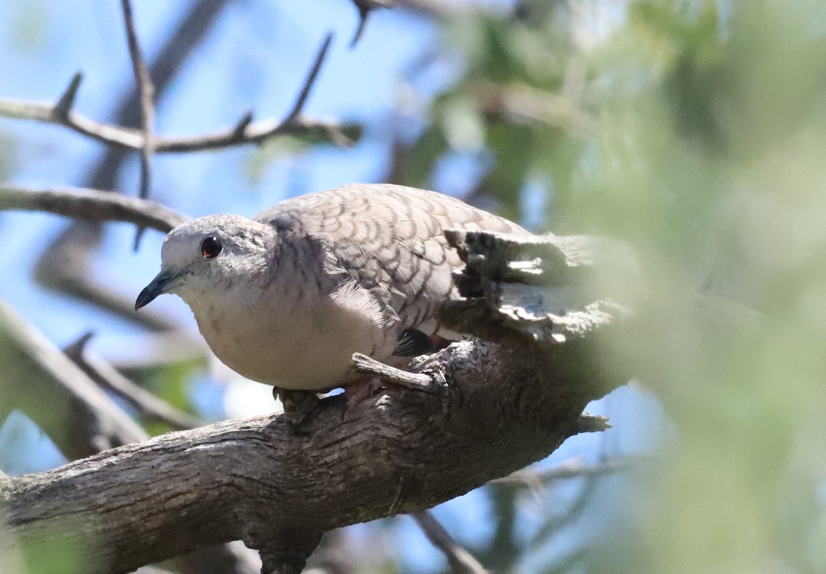 Inca Dove - ML642048230