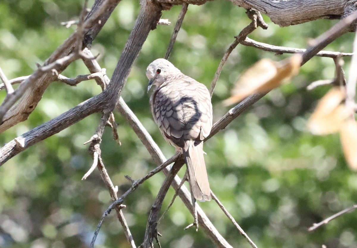 Inca Dove - ML642048231