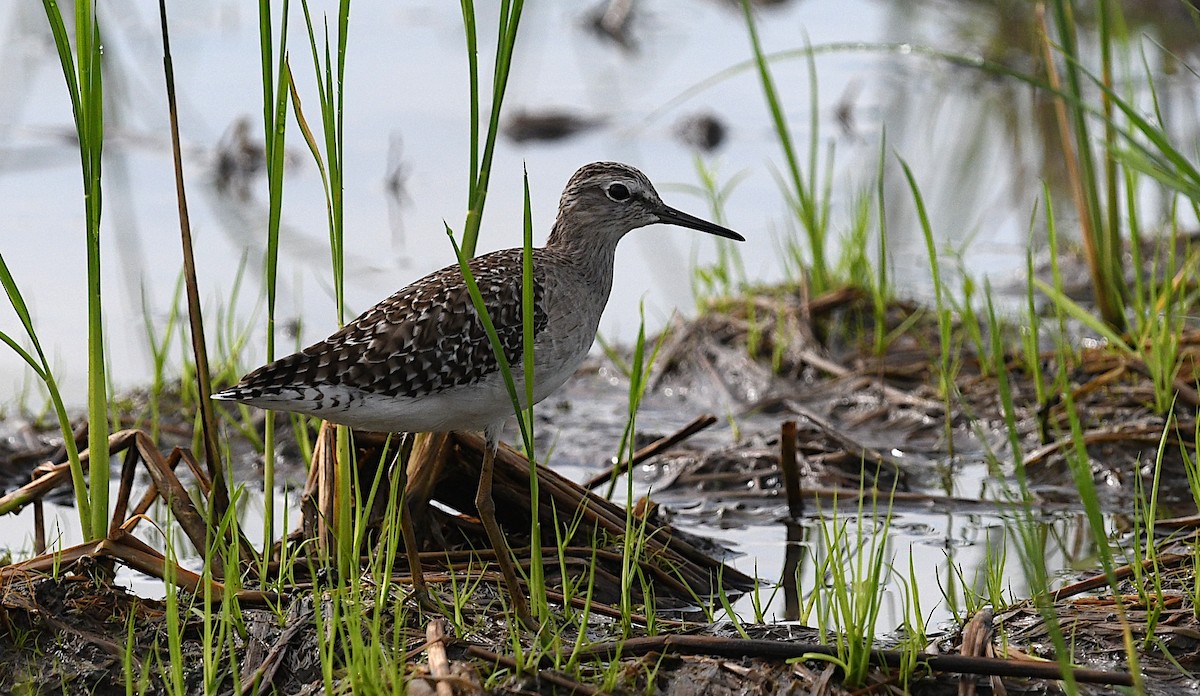 Wood Sandpiper - ML642048273