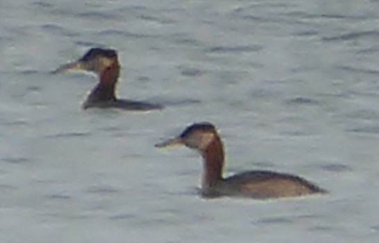 Somormujo Cuellirrojo - ML642048274