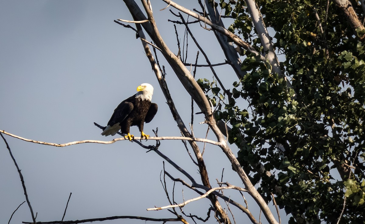 Bald Eagle - ML642048278