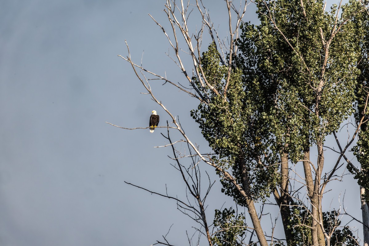 Bald Eagle - ML642048279