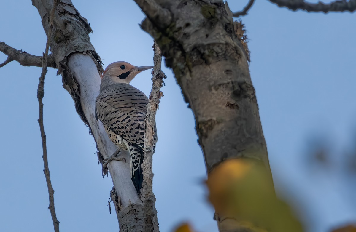 Northern Flicker - ML642048281