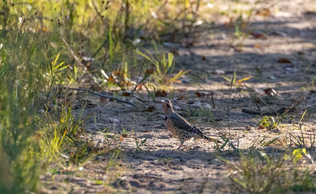 Northern Flicker - ML642048282